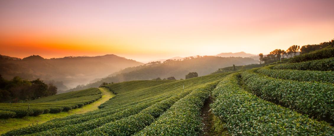 Visit one of the largest tea producers in Thailand