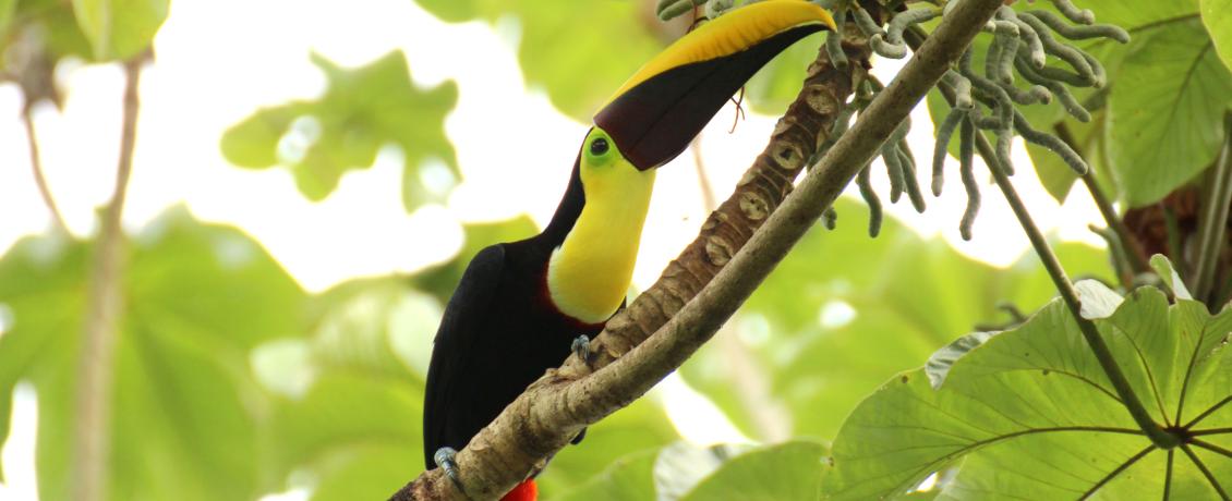 Costa Rican Toucan