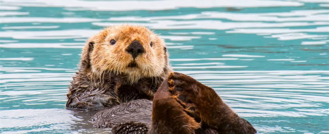 Adorable sea otter swimming
