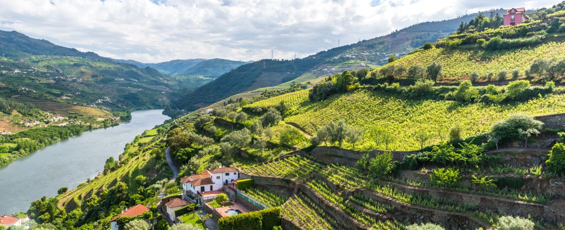 Vineyards peppered along the shores of the Douro River