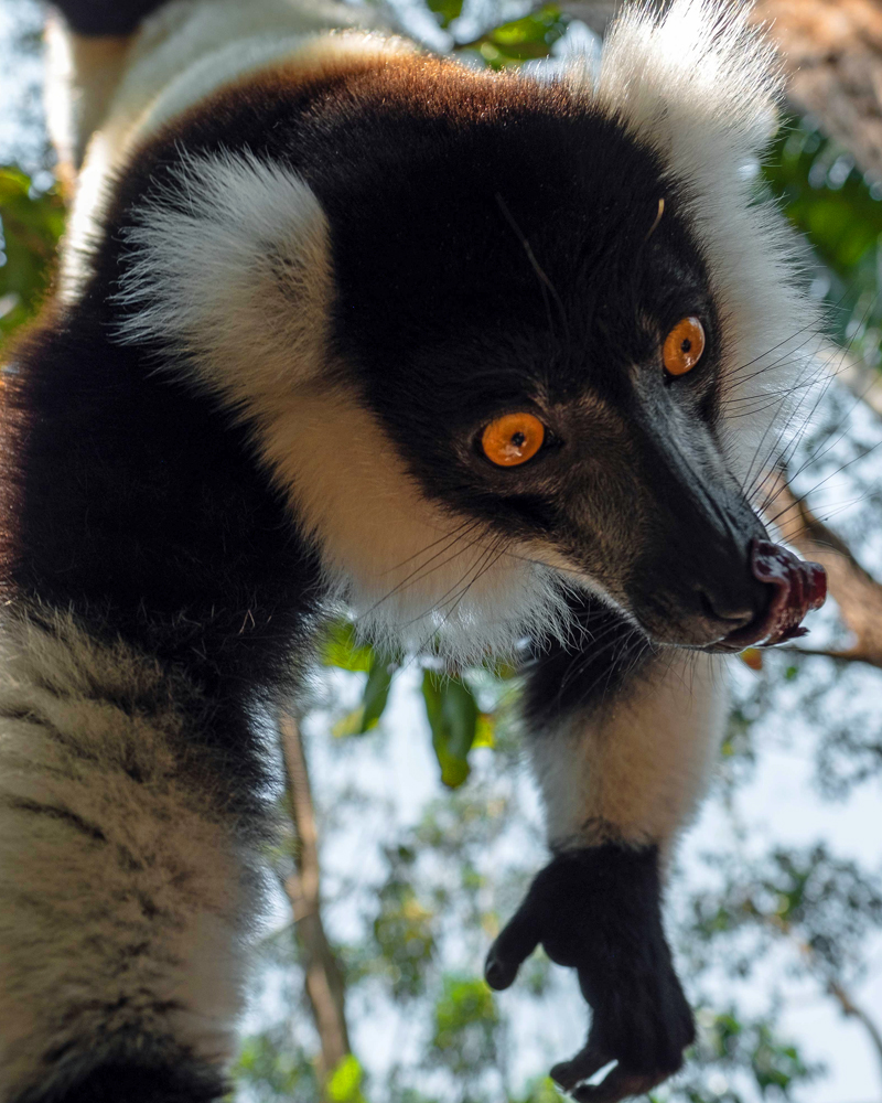 Lemur of Madagascar