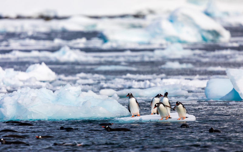 Penguins swimming in Antarctica