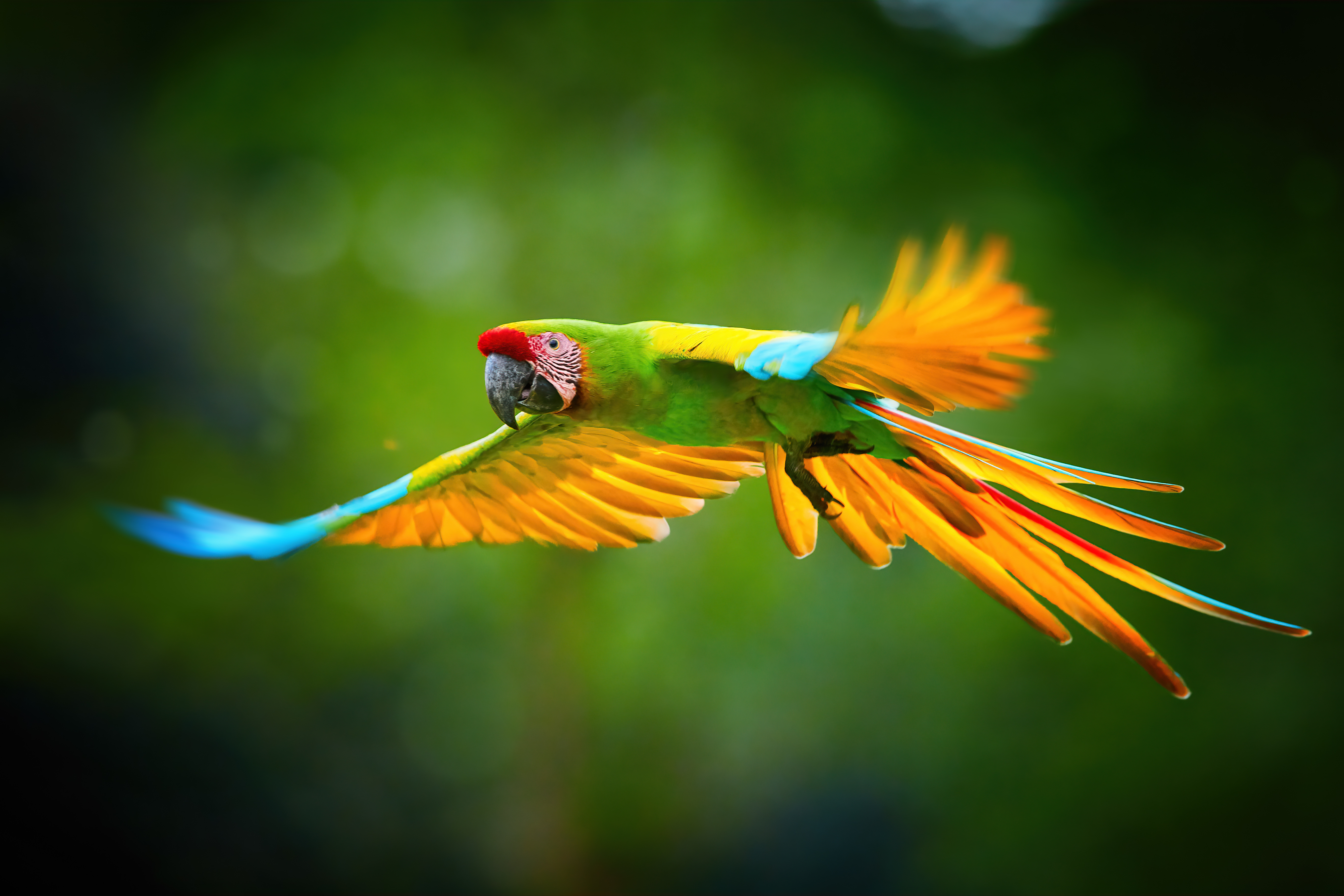 The Endangered Green Macaw