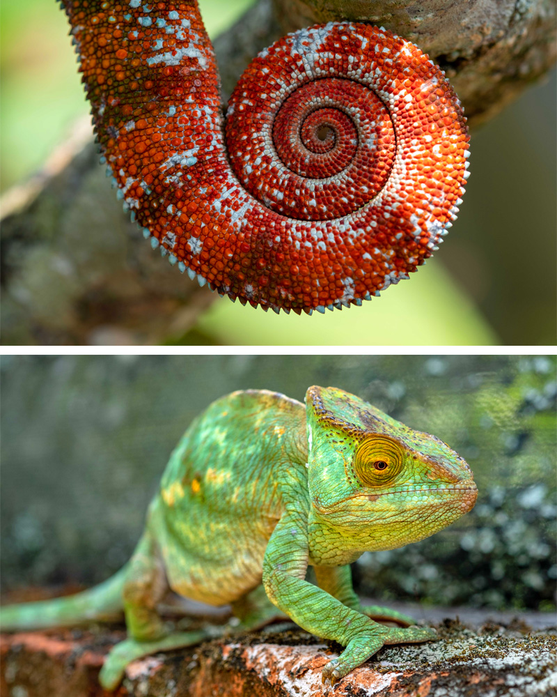 Colours of Madagascar