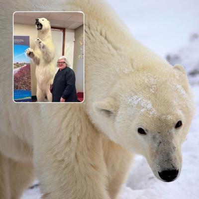 Polar Bears of Churchill