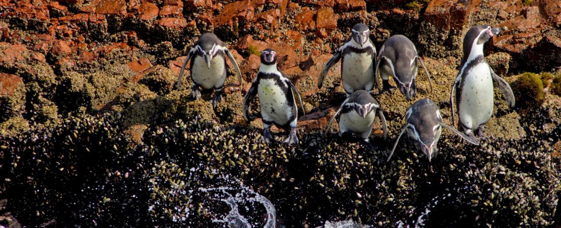 Penguins in Paracas