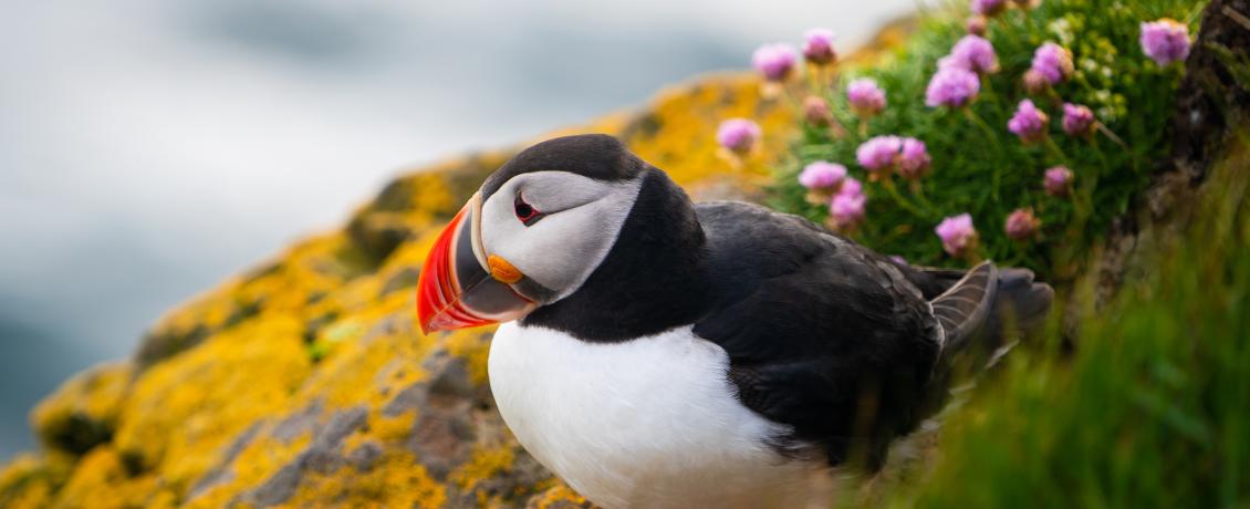 A close-up photo of a puffin, a black and white seabird with a colorful beak, perched on a rocky shore.