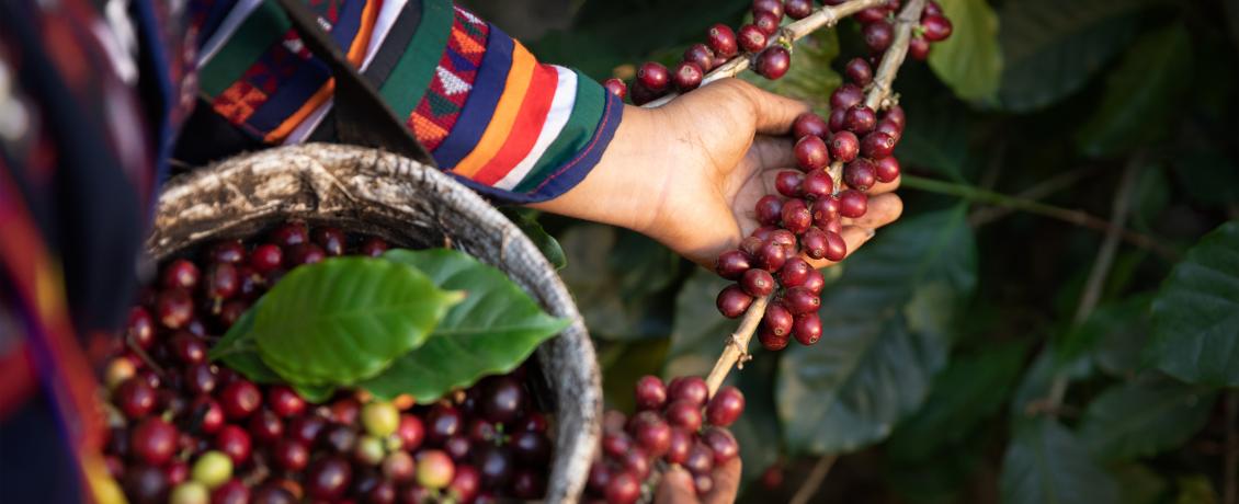 Savour Colombia's world-renowned coffee during a coffee tour