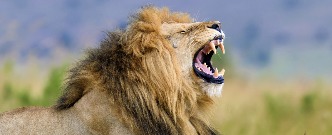 Lion roaring in South Africa