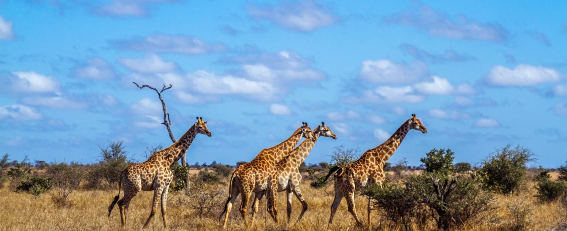 Giraffes in Kruger National Park