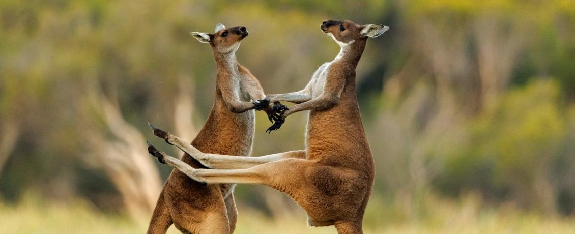 Kangaroos and their powerful tails
