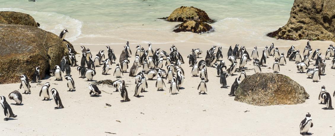 Penguins on the shores of Boulders Beach