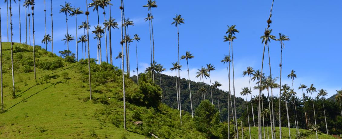 Did you know the Cocora Valley is home to the world's tallest palm trees?