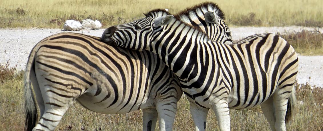 Zebra affection. Photo credit David Craig.