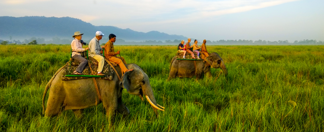 Experience an elephant safari in Assam