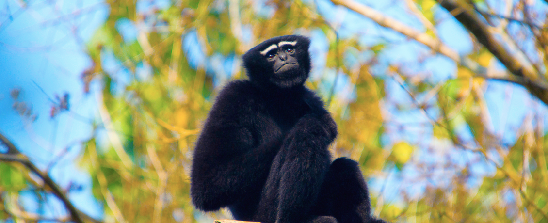 Visit the Hollongapar Gibbon Sanctuary