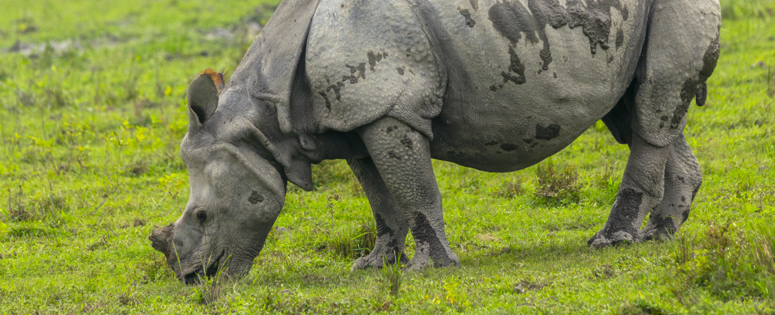 See single-horned rhinos up close