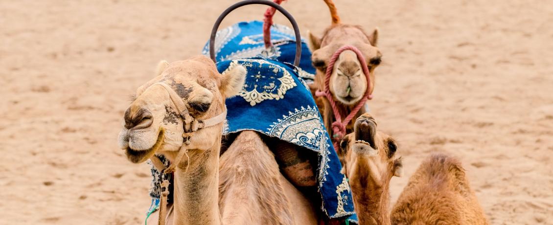 Camels in the desert