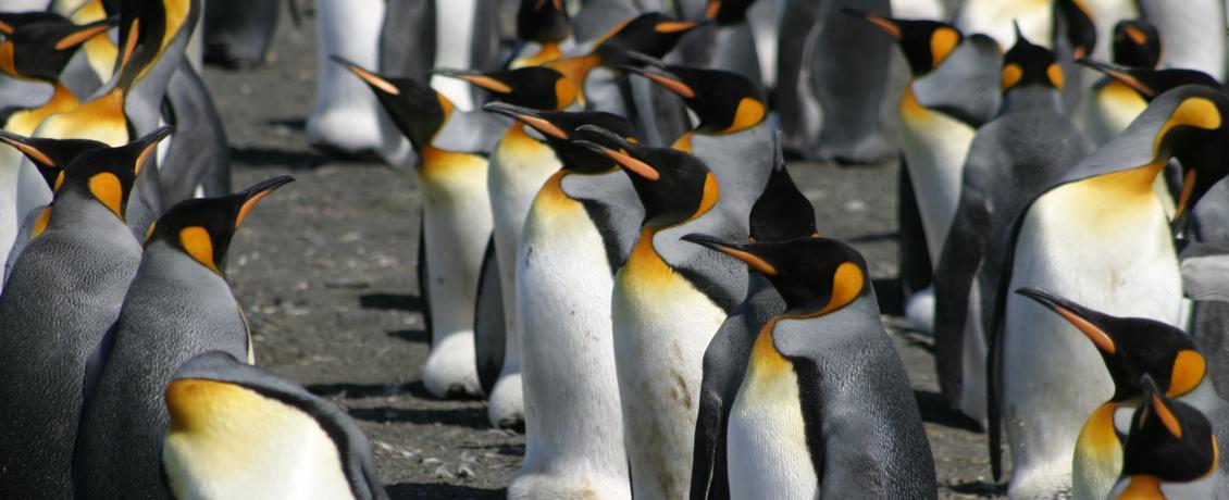 Majestic king penguins in their natural habitat