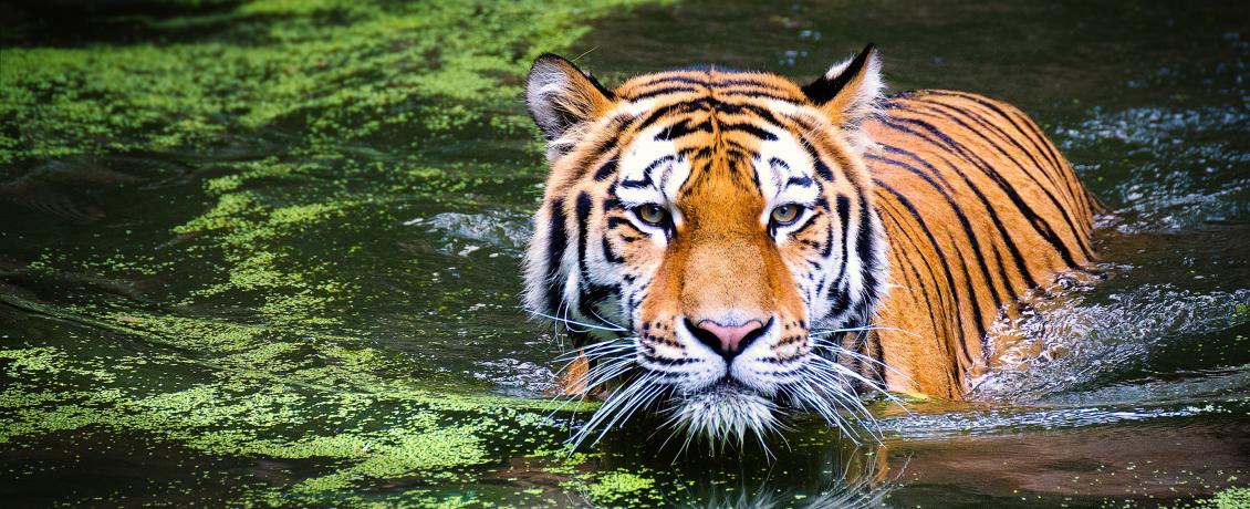 Search for the majestic Bengal tiger in Manas National Park
