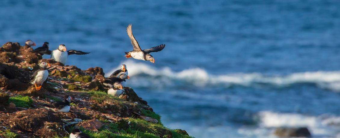 Puffins taking flight