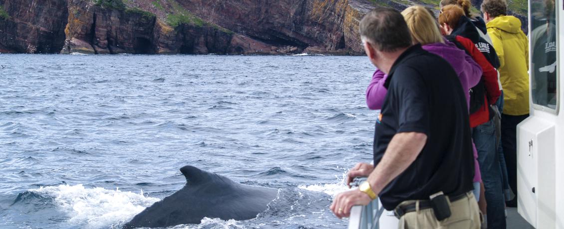 Embark on a boat ride to Witless Bay Ecological Reserve.