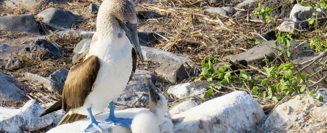 Galapagos blue boobies