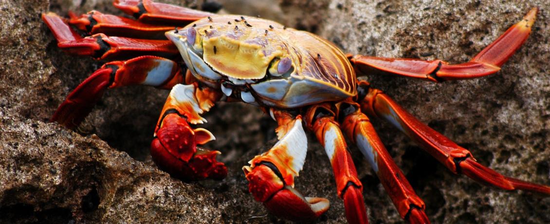 Colourful Galapgos crab