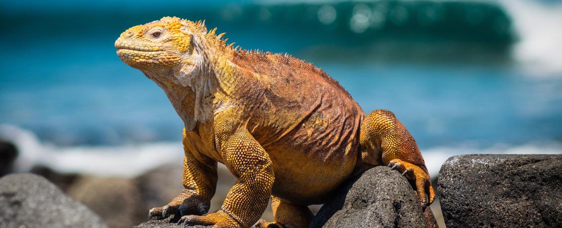 Iguana in Galapagos Islands