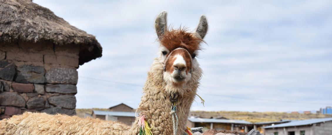 Llamas are a symbol of Peru