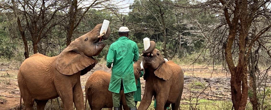 Adorable orphaned baby elephants, credit Janet Williams