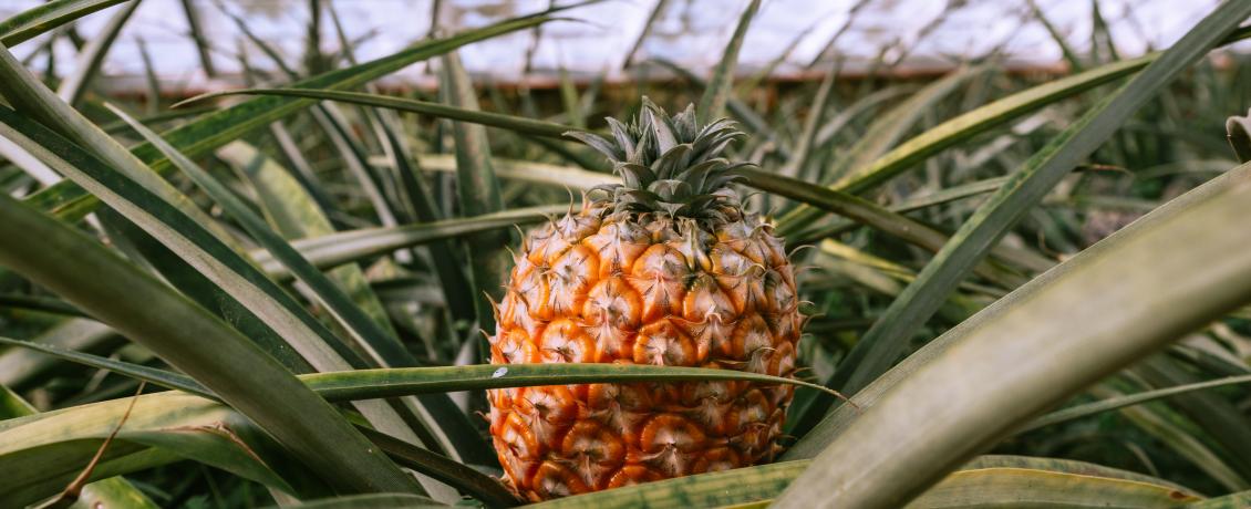 closeup shot of a pineapple