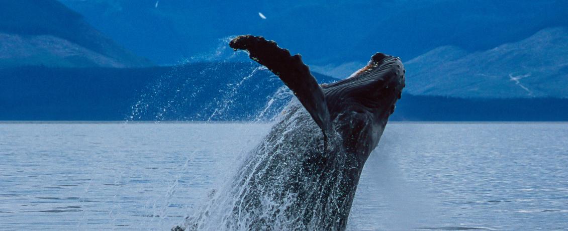 "A majestic humpback whale breaches the icy waters of Alaska—an unforgettable moment in the wild.