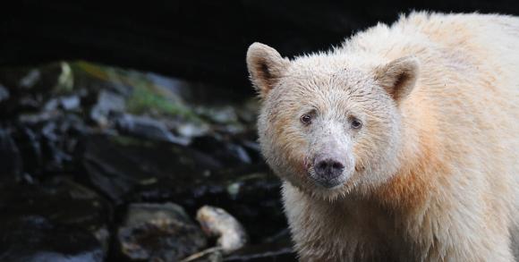 Spirit Bear Great Bear Rainforest