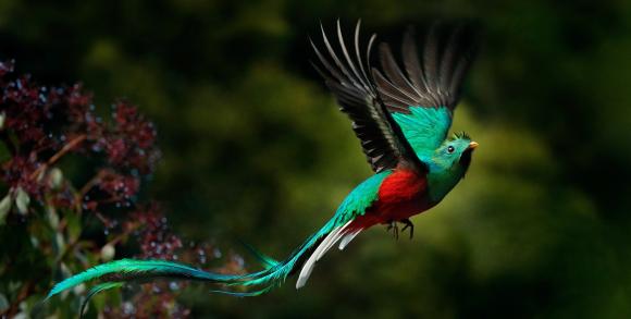 Quetzal