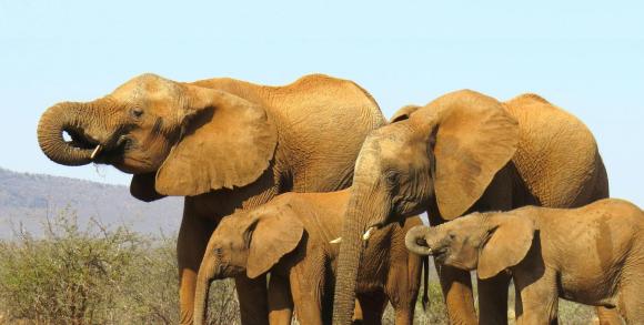 South Africa Elephants